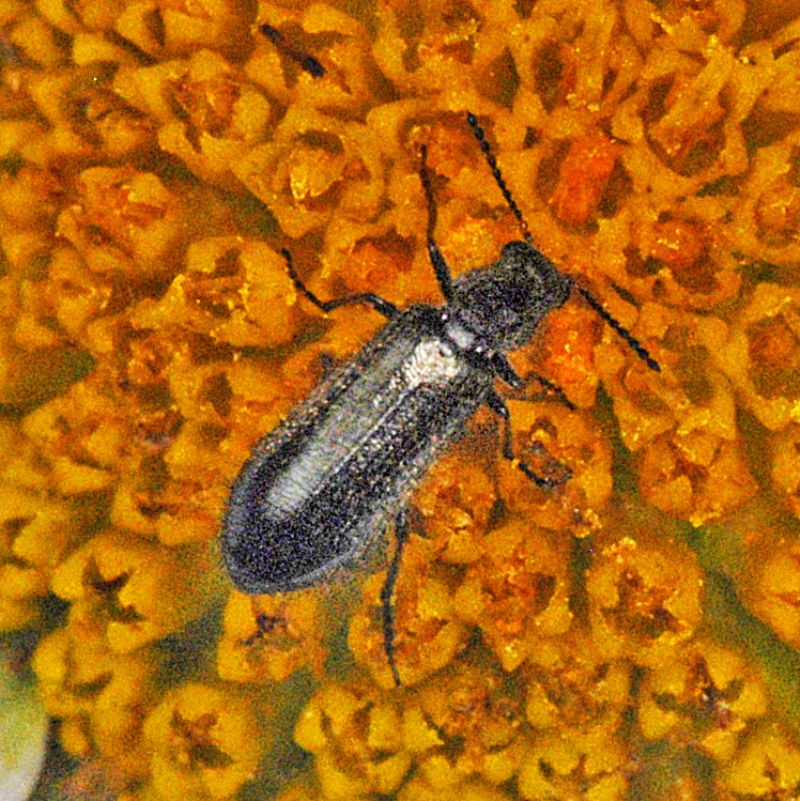 Un piccolo coleottero nero - Dasytidae: Dasytes sp., femmina